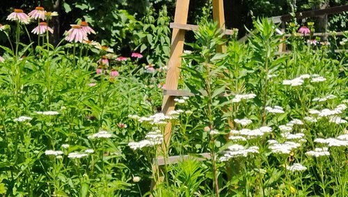 Yarrow